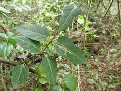 Parsonsia leichhardtii