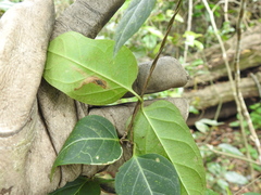 Parsonsia leichhardtii