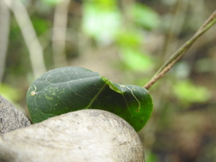 Parsonsia leichhardtii