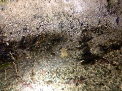 Anaxyrus californicus