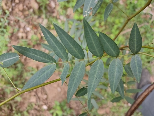 Image of Senna sophera by (c) Tony van Kampen, some rights reserved (CC BY)