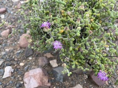 Drosanthemum globosum
