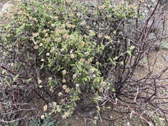 Drosanthemum globosum