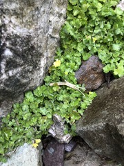 Ranunculus taisanensis