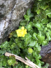 Ranunculus taisanensis