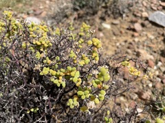 Drosanthemum globosum