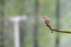 Falco tinnunculus interstinctus