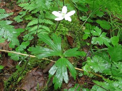 Anemonoides glabrata