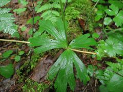 Anemonoides glabrata