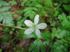 Anemonoides glabrata