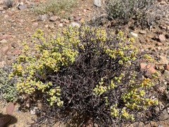 Drosanthemum globosum