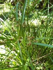 Cyperus solidus