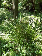Cyperus solidus