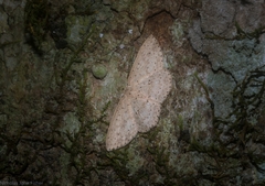 Cyclophora turneri