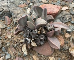 Pleiospilos compactus