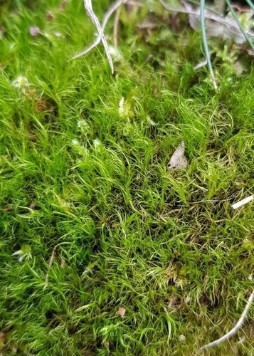 Image of Flexitrichum gracile by (c) Helen Waterman, some rights reserved (CC BY)