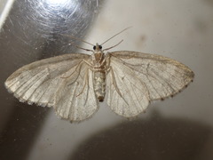 Nothocasis sertata