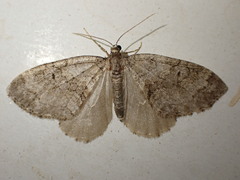 Nothocasis sertata