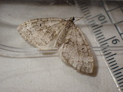 Nothocasis sertata