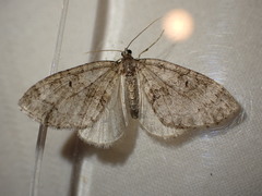 Nothocasis sertata