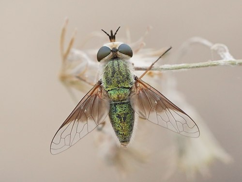 Neosardus