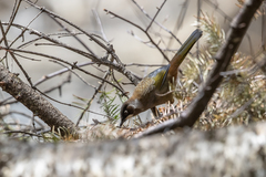 Trochalopteron affine