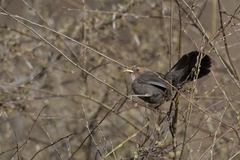 Pterorhinus davidi concolor
