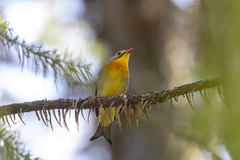Leiothrix lutea lutea