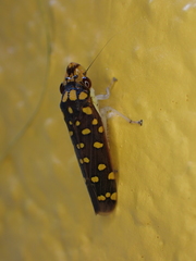 Paraulacizes thunbergi