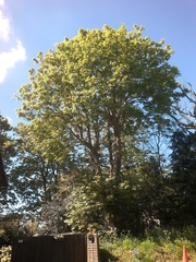 Acer pseudoplatanus