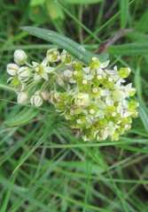 Xysmalobium involucratum