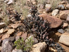 Antimima piscodora