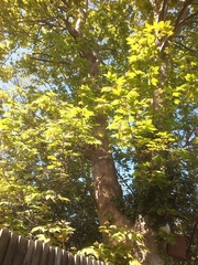 Acer pseudoplatanus