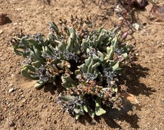 Rhombophyllum dolabriforme