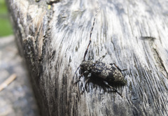 Leiopus linnei