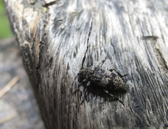 Leiopus linnei