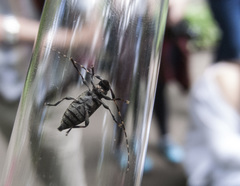 Leiopus linnei