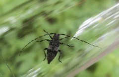Leiopus linnei