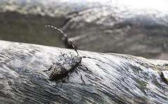 Leiopus linnei