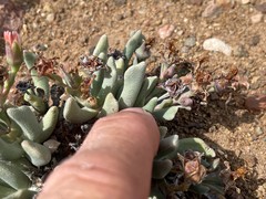 Rhombophyllum dolabriforme