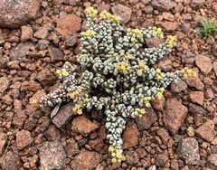 Crassula corallina