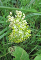 Xysmalobium involucratum