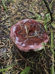 Russula californiensis