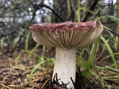 Russula californiensis