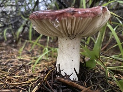 Russula californiensis