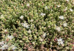 Mesembryanthemum stenandrum