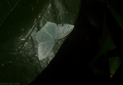 Maxates centrophylla