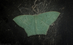 Maxates centrophylla