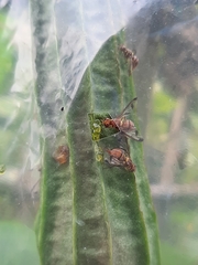 Bactrocera cucurbitae