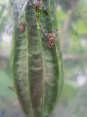 Bactrocera cucurbitae